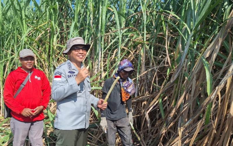 Pastikan Produksi Aman Kementan Tinjau Langsung Padi Hingga Tebu