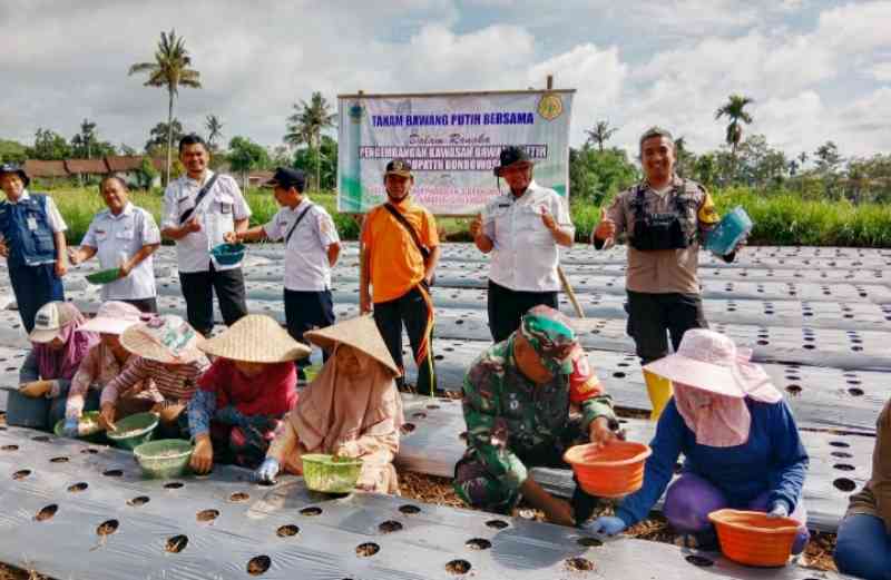 Dinas Pertanian Dan Ketahanan Pangan Bondowoso Kembangkan Kawasan ...