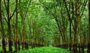 Resize_20231203_091700_0809