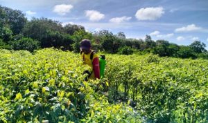 Resize_20231206_190535_5555